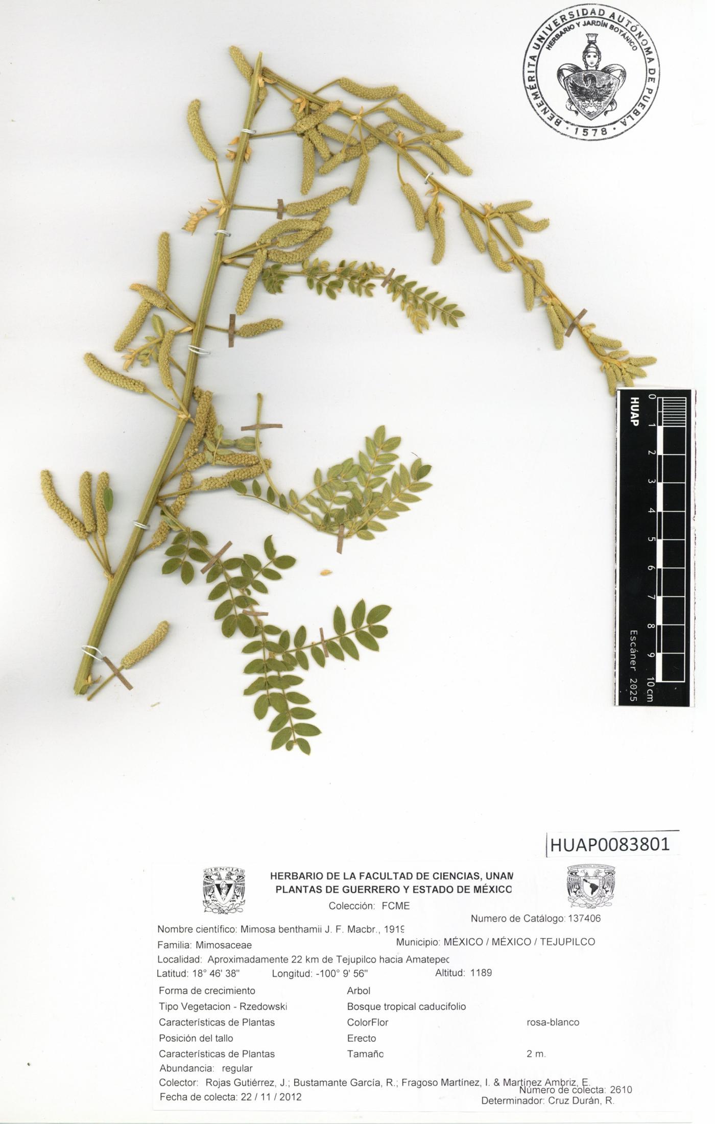 Mimosa benthamii image